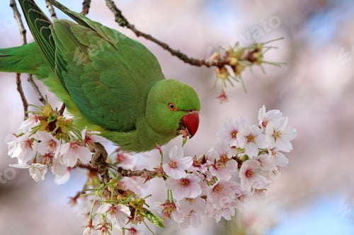 Preview: Rose-ringed parakeet