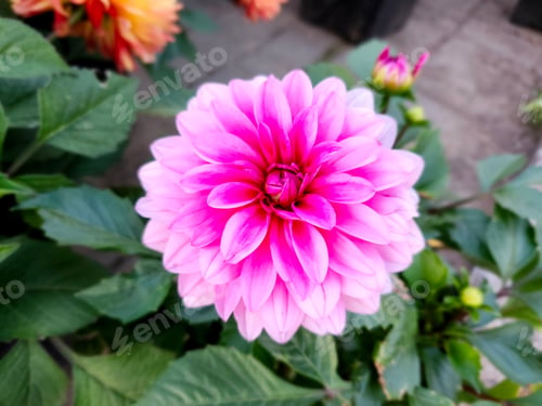 Preview: Close-up of a vibrant pink dahlia flower in full bloom with green leaves in the background
