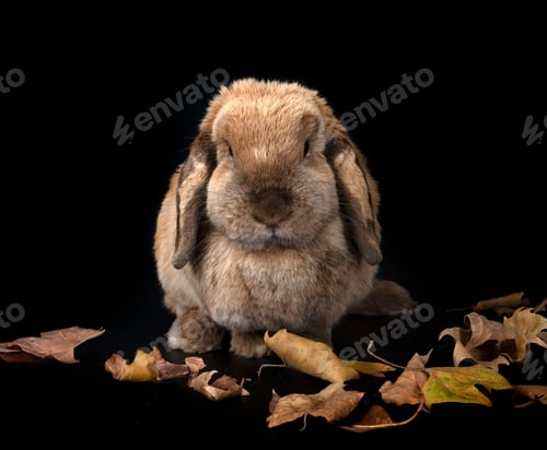Preview: Lop rabbit in studio