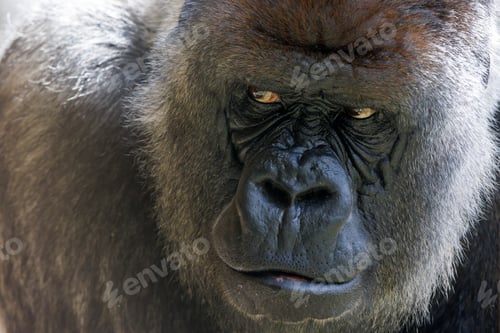 Preview: portrait of western lowland silverback gorilla