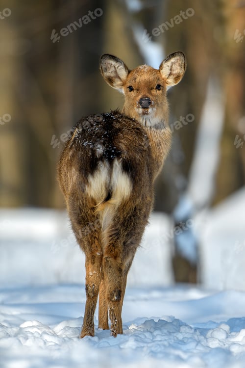 Preview: Female Roe deer portrait in the winter forest. Animal in natural habitat