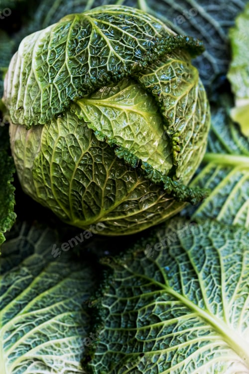 Preview: Still life, a fresh round green savoy cabbage