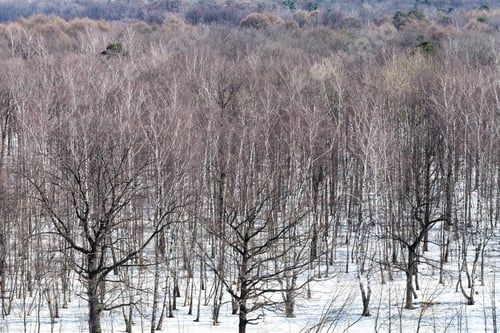 Preview: oak and birch trees between melting snow in forest