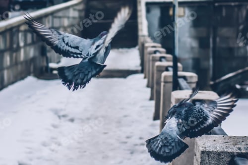 Preview: Flying pigeons