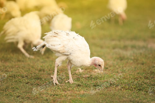 Preview: Domestic baby turkey on green grass. Poultry farming