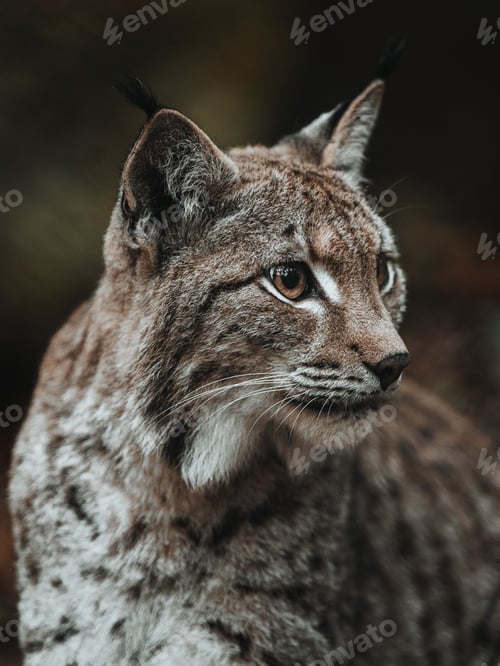 Preview: Lynx cat sits on the ground in autumn colors with eyes wide open