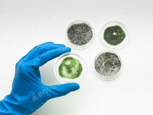 Preview: specimens of mold with hand holding one