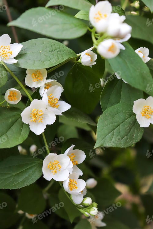 Preview: Blooming fragrant jasmine bush in the garden in summer. Close-up