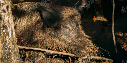 Preview: Belarus. Wild Boar Or Sus Scrofa, Also Known As The Wild Swine, Eurasian Wild Pig Resting In Mud In