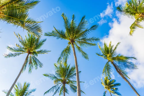 Preview: Beautiful tropical coconut palm tree on blue sky white cloud around beach sea ocean