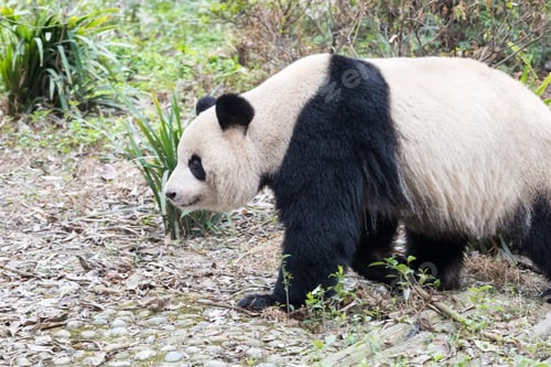 Preview: giant panda closeup
