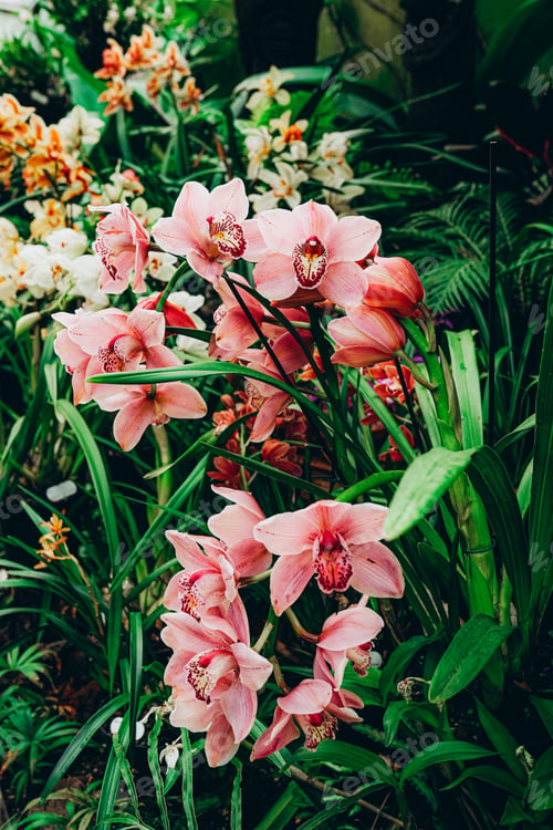 Preview: Beautiful orchid flowers in botanical garden