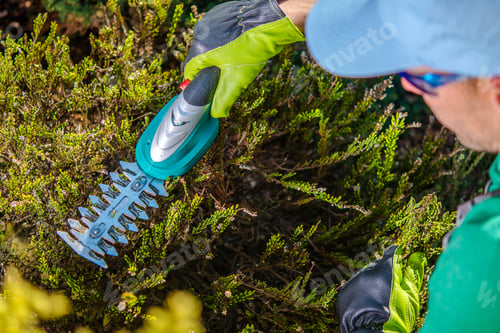 Preview: Gardener Trimming Hedges Using Electric Shears on a Sunny Day in the Backyard Garden