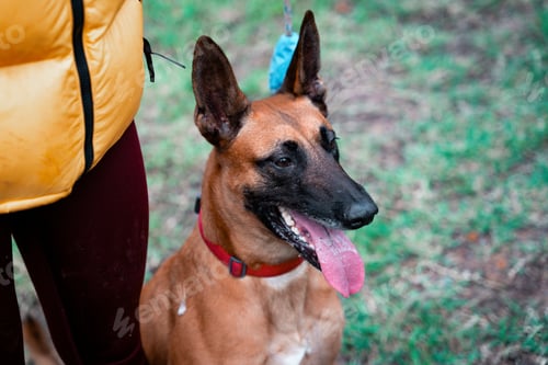 Preview: Close-up of a Belgian Malinois dog on a leash next to a person in a yellow jacket outdoors