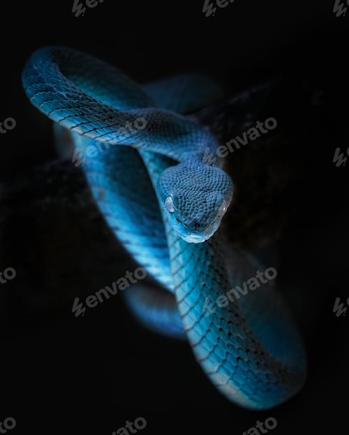 Vista previa: víbora azul con fondo negro