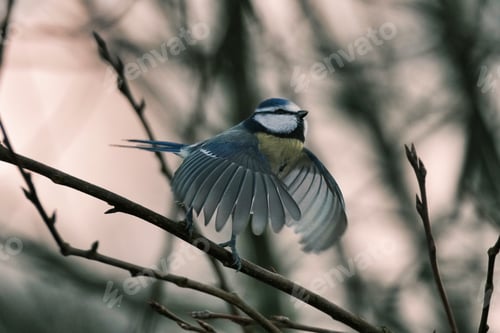 Preview: Eurasian blue tit on flight - Bird take off