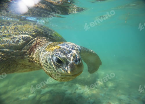 Preview: Turtle