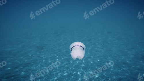 Preview: Sea Lung Jellyfish swim underwater in the ocean