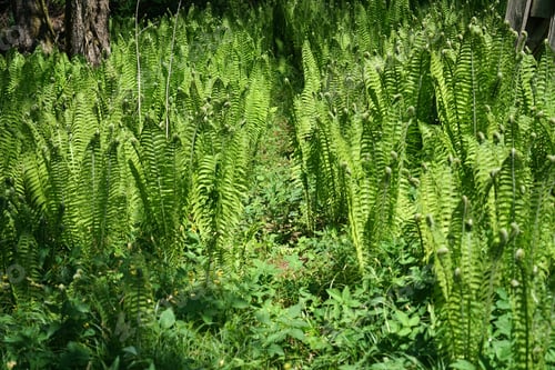 Preview: Green ostrich fern plants growing in the garden