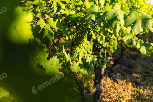 Preview: Vineyard with bunches of green grapes