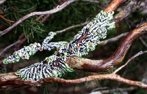 Preview: Hypogymnia Lichen Up Close in Tasmania