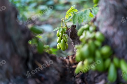 Preview: Averrhoa bilimbi, the fruit that grows on the trunk of the tree