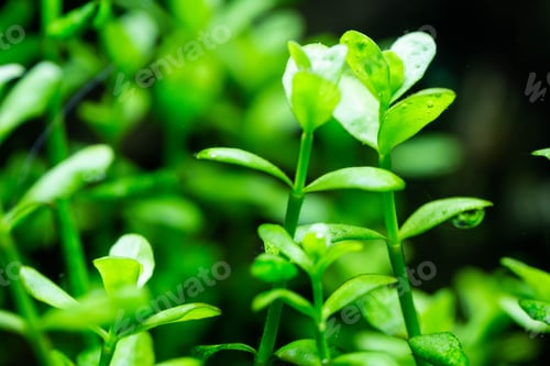 Preview: freshwater aquarium plant