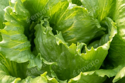 Preview: Organic hydroponic vegetable cultivation farm