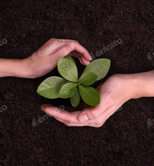 Preview: Hands protect Plant