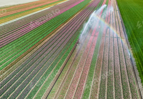 Preview: Aerial drone photo of tulip fields in The Netherlands during Spring season