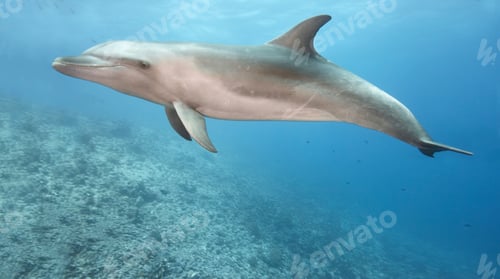 Preview: Bottlenose dolphin swimming in ocean