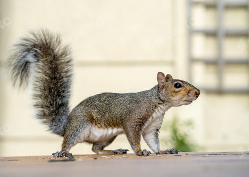 Preview: Closeup shot of a gray squirrel on the ground