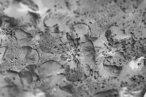 Preview: Spring Flowers Are Frozen In The Ice