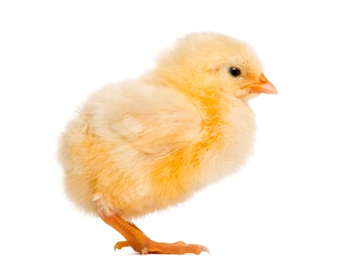 Preview: Chick 2 days old, isolated on white
