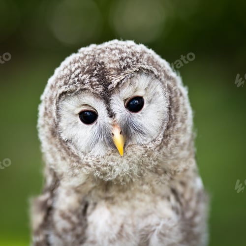 Preview: Close up of a baby Tawny Owl (Strix aluco)