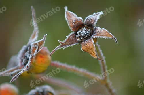 Preview: a close up of a flower with frost on it's petals