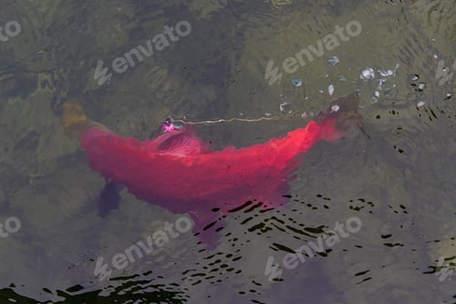 Preview: Bright red sockeye salmon foul hooked on a fin
