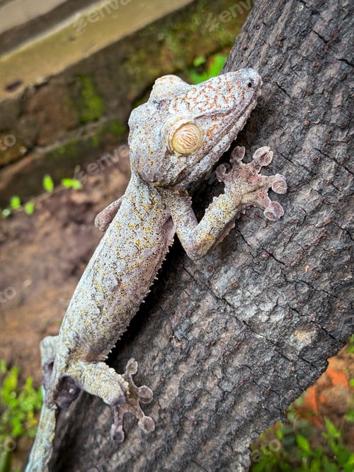 Preview: Discovering unique reptiles at a park in Madagascar