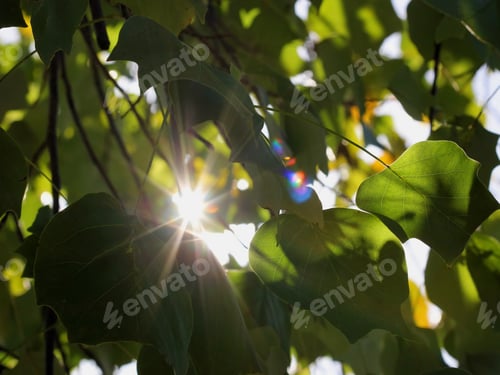 Preview: Fall Leaves With Sun Rays - Photograph Of Fall Leaves On A Tree With The Sun Shining Through Them