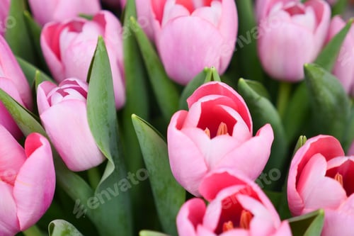Preview: purple tulips in a box against a wall