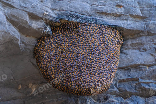 Preview: Honey bees live in hive or honeycomb, stitch of the rock crevices. Natural wildlife insects