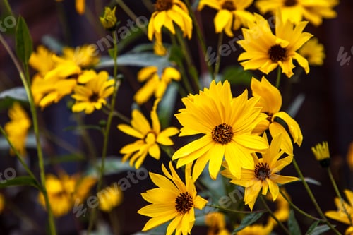 Preview: natural beauty of swamp sunflowers