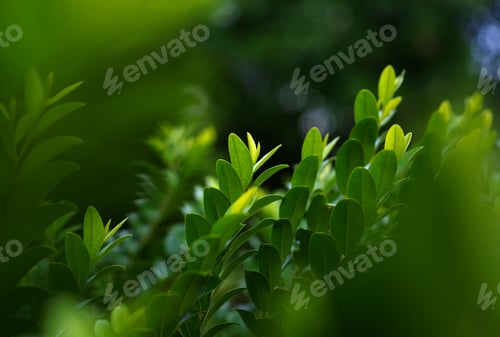 Preview: Background of green leaves of a tree