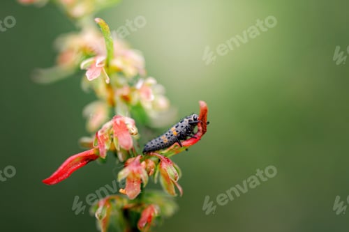 Preview: Larva of ladybugs on a leaf. The development stage of ladybugs,