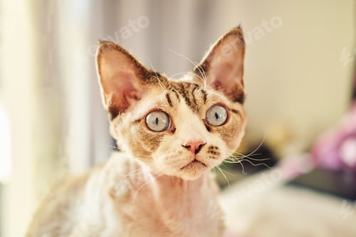 Preview: Sphynx Devon Rex cat close-up. Portrait of a pet.