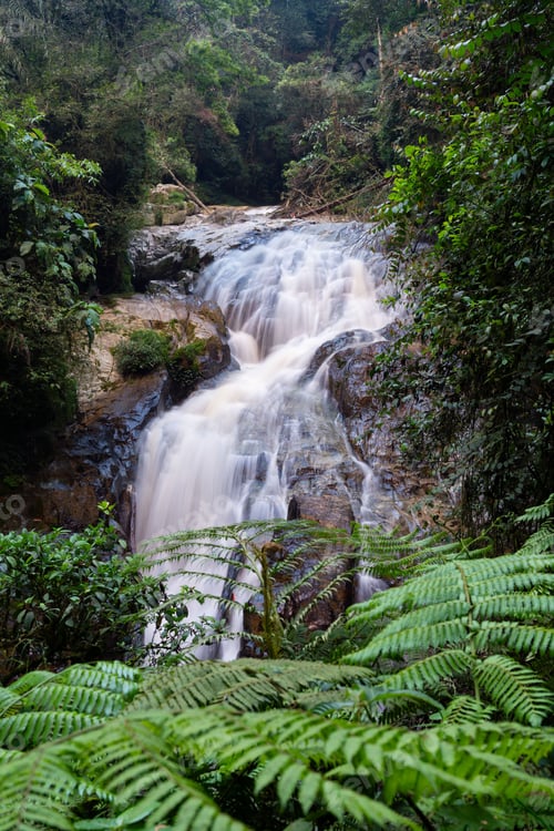 Preview: Serene Robinson Falls cascading through lush green foliage in Cameron highland, Malaysia