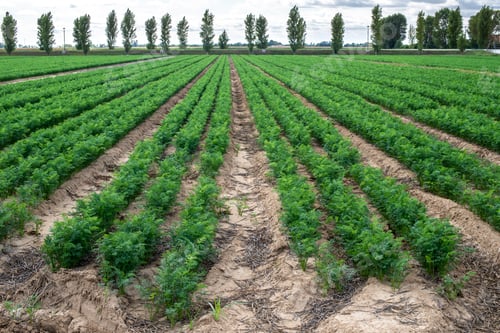 Preview: Carrot plantation. Growing carrots in rows.