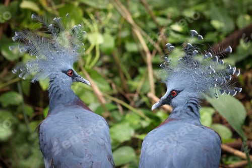 Preview: Victoria crowned pigeons (Goura victoria), blue feathers birds