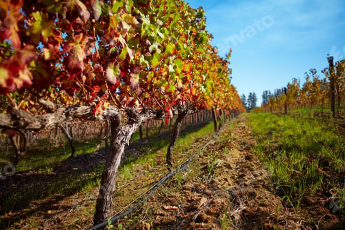 Preview: Rows in a vineyard