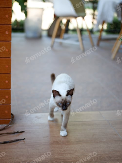 Preview: Close-Up Of A Cat Looking Away